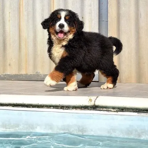 Filhotes Bernese Mountain