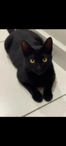 Adoção de lindo gatinho carinhoso e castrado de 6 meses.