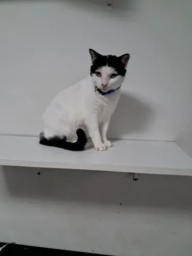 Gatinha para adoção