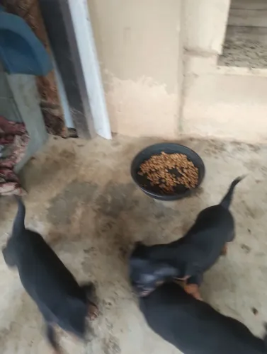 Venda de 2 Pincher macho vai fazer um mês