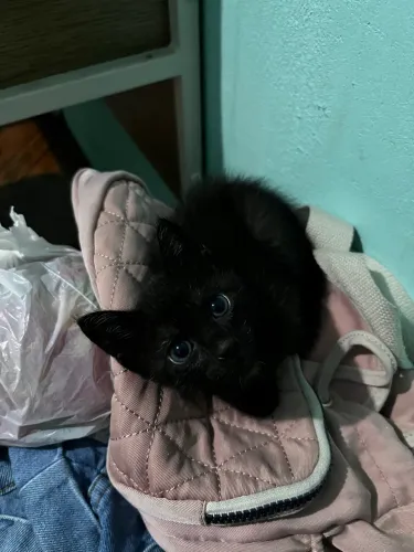 Doação de gatinhos