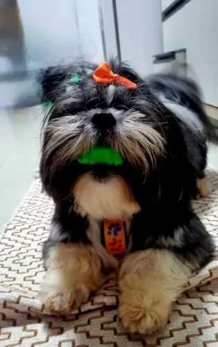 Doação Shitzu
