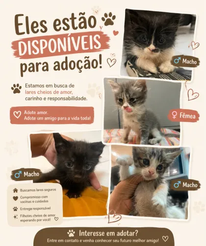 Gatos filhotes para adoção