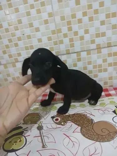 filhotes de salsichinha x pinscher