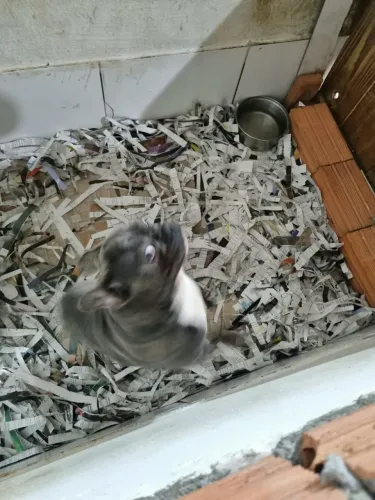 Buldog Francês