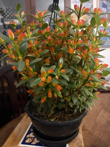 Columeia peixinho