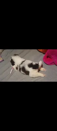 Bebes Shitzu