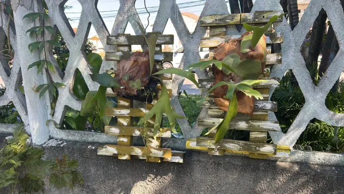 Vendo lindo expositor com muda de chifre de veado. Retirada em Campo Grande.