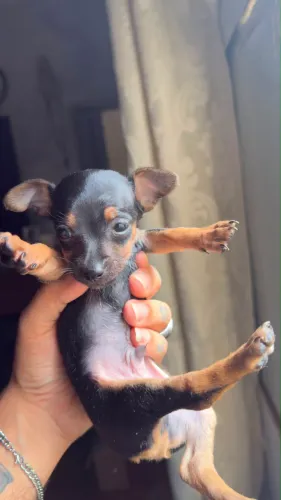 Pinscher zero