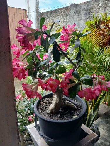 Flor do deserto