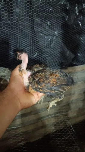 Frangas a venda apenas 30 reais 