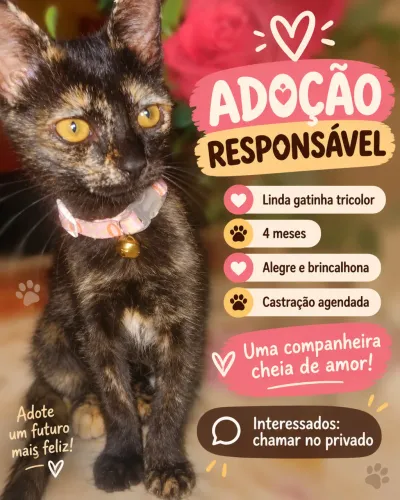 Filhote gata - fêmea