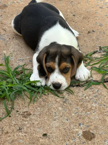 Beagle fêmea