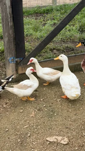 Vendo 2 patas e uma marreca