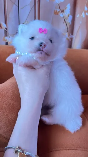 Spitz Alemão / Lulu da Pomerânia- Machos e Fêmeas