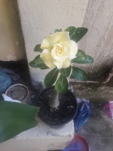 Rosa do deserto amarela