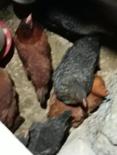 Galinhas caipira