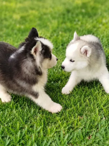 Filhotes Husky Siberiano