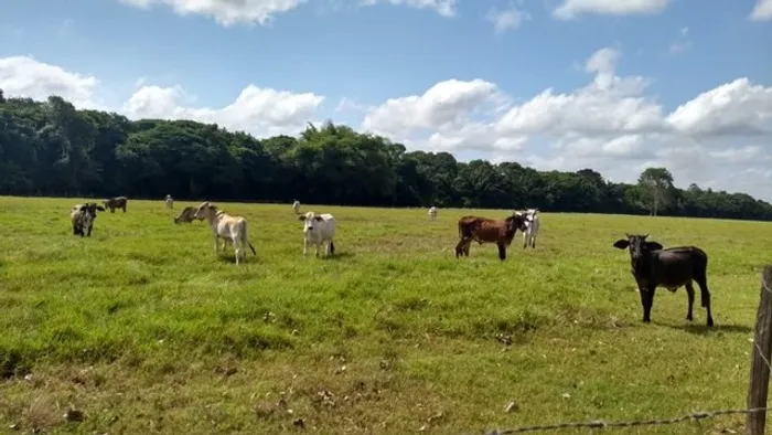 R$ 1.3 milhões 75 hectares a 10 km de Castanhal pronta