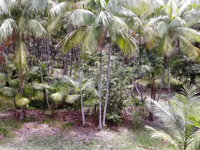 Baixou o preço 844 hectares açaizal e cacau R$ 4 milhões de reais