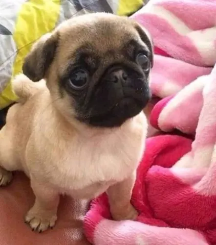 Filhote Pug nariz curto e rabico 