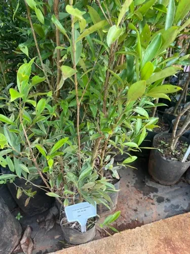Muda de Cereja Rio Grande