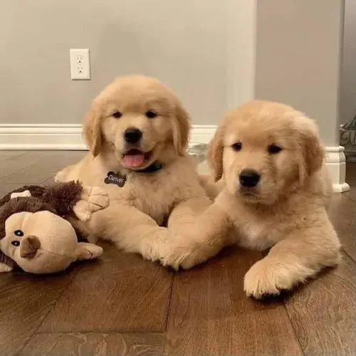 Filhote Golden Retriever, Patinhas Pequenas, Amor Sem Medida!