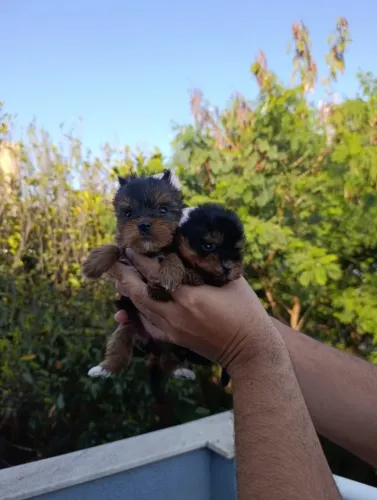 Filhote de Yorkshire disponível com desconto especial!