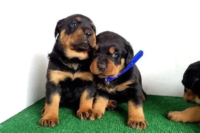 Rottweiler - Filhotes Novos - confira