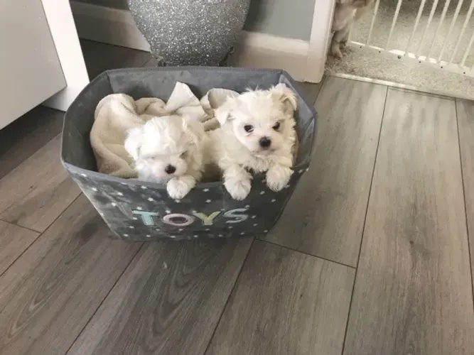 Filhote de Maltês com Olhar Doce