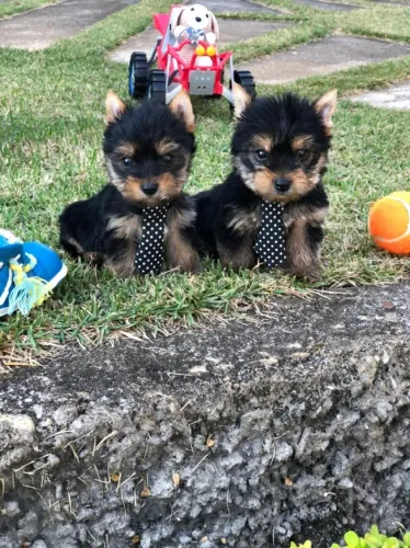 Duas fêmeas de yorkshire micro com pedigree e  vacina disponíveis em loja 