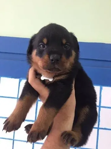 Rottweiler Femea Filhotes Cachorrinhos de raça com garantia, contrato e vacinas!