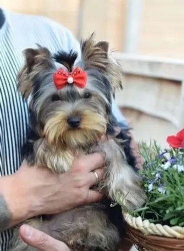 Yorkshire O Cãozinho de Tamanho Ideal