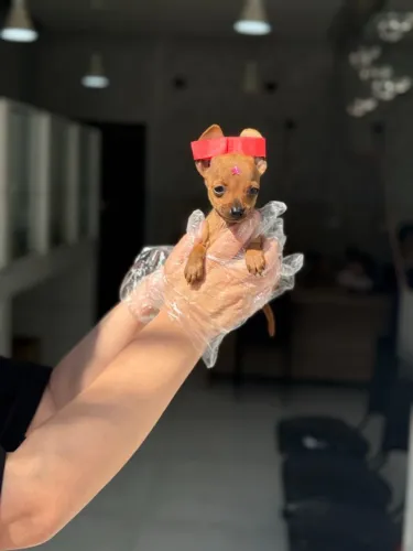 Pinscher zero - Tenho fêmea na cor caramelo a pronta entrega em loja- Me chama no Whatsapp