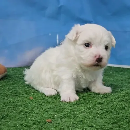 Mini Maltês com Microchip Internacional e Facilidades no Pagamento