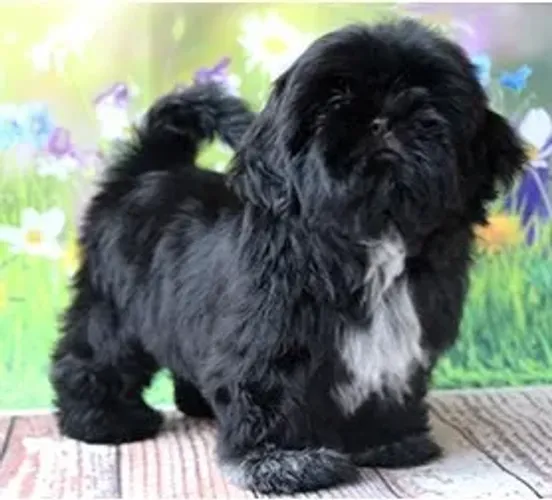 Shih-Tzu Fêmea Palha: A Beleza Natural de um Filhote Encantador!