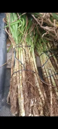 DISPONÍVEL A VENDA GEMAS BRS CAPIAÇU E KURUMI COM ENTREGA GRATIS EM ARACAJU