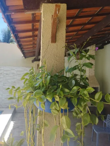 3 Vasos de plantas naturais