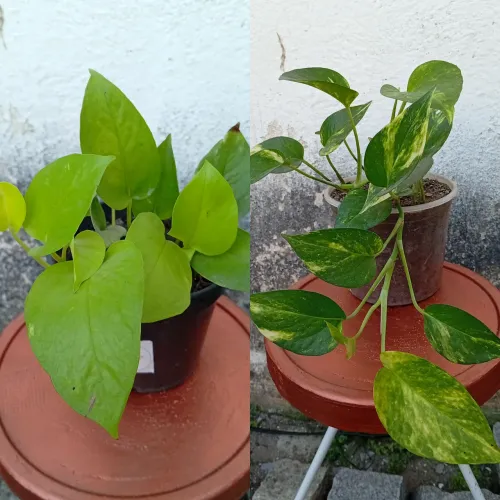 Jiboia E outras plantas