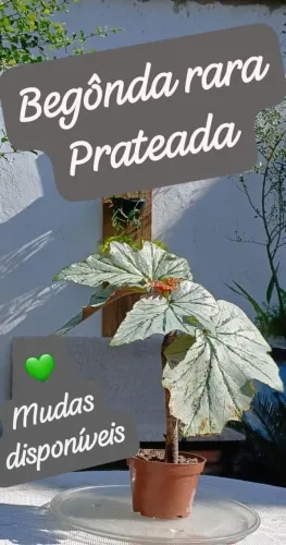 BEGÔNIA PRATEADA( RARA)