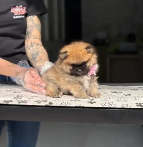 Spitz Alemão Anão - Fêmea com todas as garantias em contrato, filhote com 50 dias-Dani