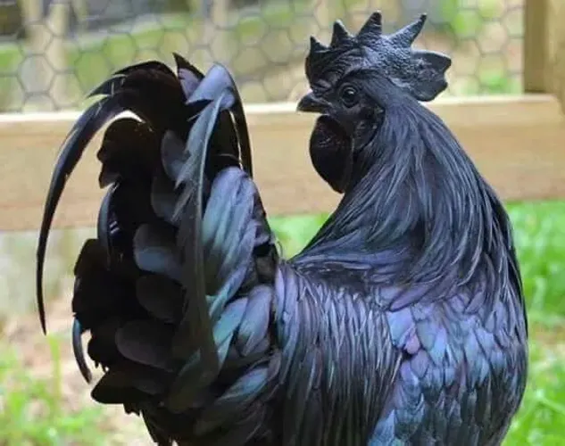 Ayam Cemani - Galinha Gótica - Ornamental - Ovos Galados