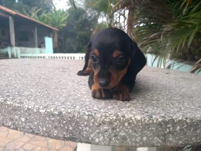 Basset teckel várias cores