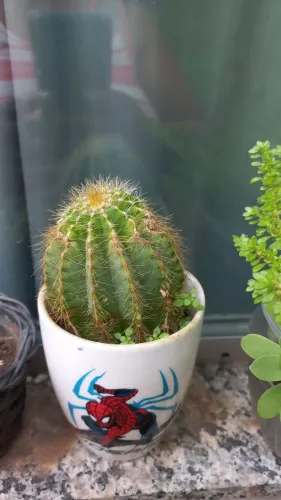 Plantas