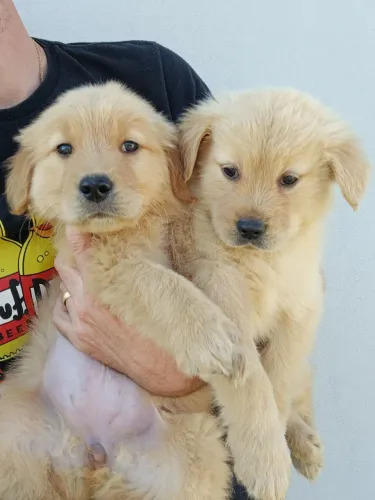 FILHOTES DE GOLDEN RETRIEVER