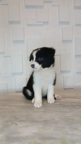 Lindíssimos filhotes de Border Collie 