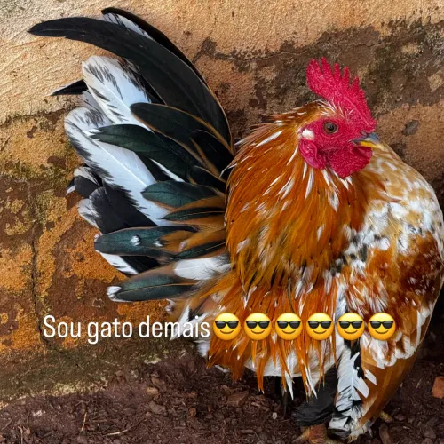 Galinho serama