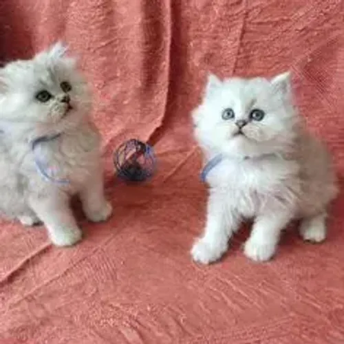 Gato Persa Filhote Raro