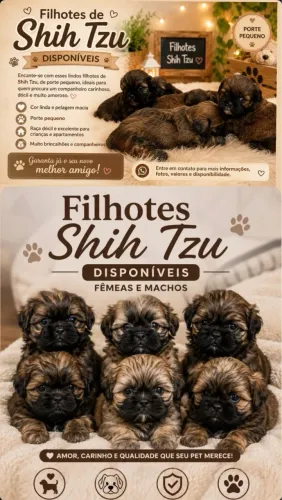 Filhotes de shituz 