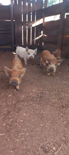 Mini porcos